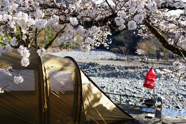 桜キャンプ 桜キャンプ