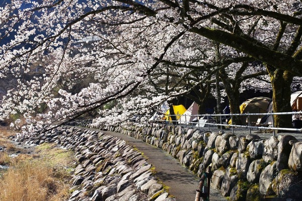 桜キャンプ 桜キャンプ