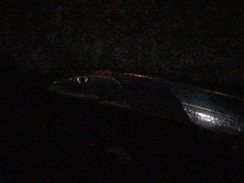 夜明けのトップ縛り