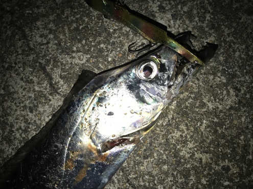 夜明けのトップ縛り