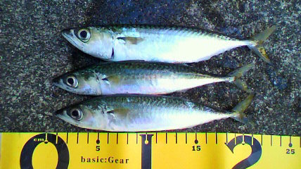 ブースカの明日は釣りたいな 釣った魚の締め方
