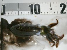 3連休の釣果