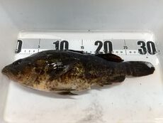 ベッコウゾイの昆布締め