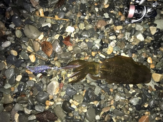 2018/10/21　糸魚川サーフエギング