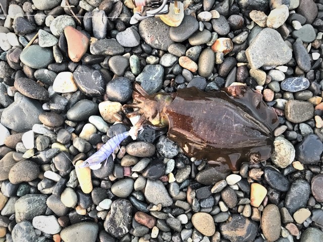 2018/10/21　糸魚川サーフエギング