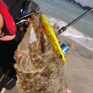 FISHING TEAM 釣無魚 :県北仙南県南サーフ