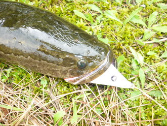 雷魚釣行　１８