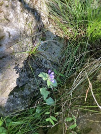 鈴鹿７ﾏｳﾝﾃﾝ その２＿藤原岳