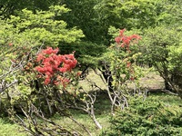 鈴鹿７ﾏｳﾝﾃﾝ その２＿藤原岳