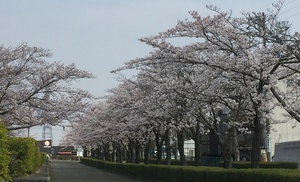 お花見ＢＢＱ２０１６