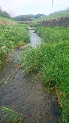 馬淵川に尺ヤマメを追う