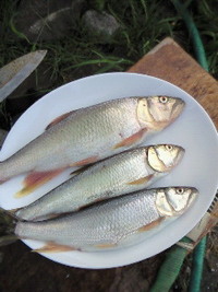 パターン発見・・・ 2010/06/24 08:51:01