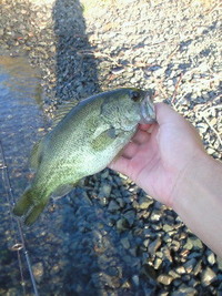っま～なんとか釣れて・・・ 2010/09/18 08:37:23