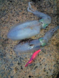 調子ええやん・・・ 2010/09/20 07:54:14