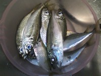 豆アジでもねらって釣れると楽しい♪の巻～釣行#88～