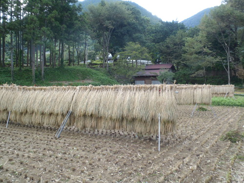 日帰り登山～金時山