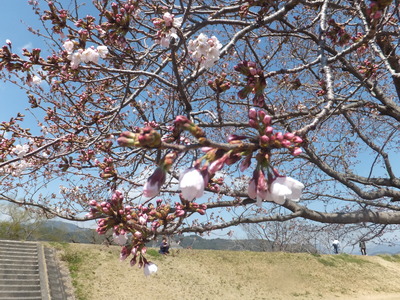 4月8日で花見