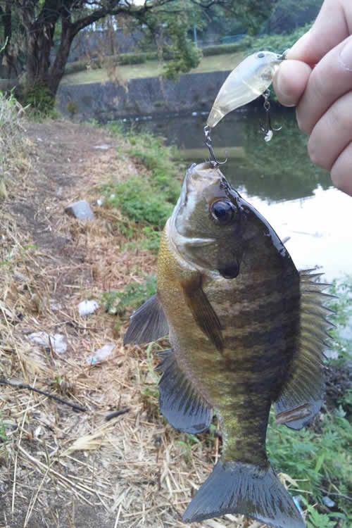 久留米 野池