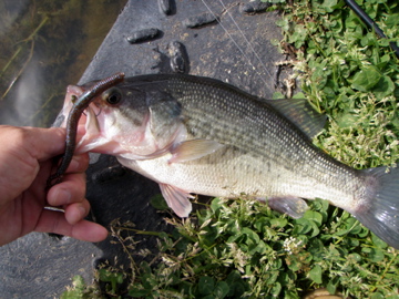 バス管釣り