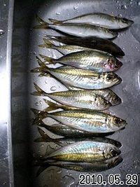 釣りに行くはずが……