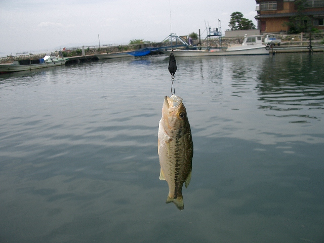 ベイトでいこう 癒しのウェーディング 琵琶湖