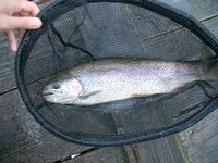悶絶！！なごみの湖！本編