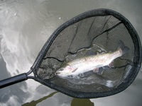悶絶！！なごみの湖！本編