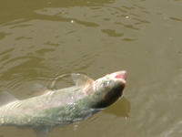 悶絶！！なごみの湖！本編