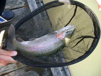 悶絶！！なごみの湖！本編