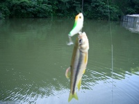 悶絶！！なごみの湖！本編