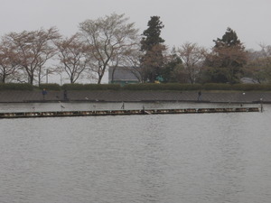 桜散る王禅寺とお初の東山湖