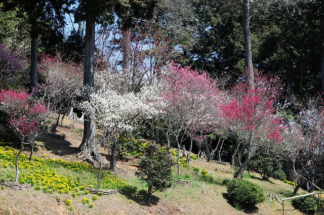 石山寺　梅