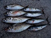 ２０アップ！ アジング 狙い撃ち ＋ サバ 2012/06/10 21:41:18