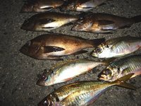 アジ＆メバル ともに２０アップ！ ＋ タチウオも 2012/06/18 22:17:14