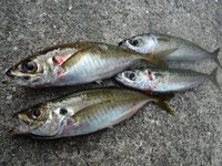 梅雨メバルついに終わり？　そしてあの群れが襲来・・・ 2012/07/02 00:04:51