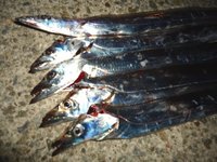 今日のタチウオ、短気すぎる・・・ 2012/08/06 09:02:16