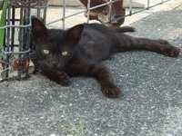 泉州のタチウオ　&　ネコ 2012/08/20 09:24:36