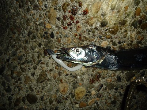 タチウオ ＆ サゴシ　9/29深夜～早朝の状況