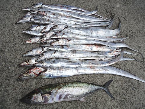 タチウオ ＆ サゴシ　9/29深夜～早朝の状況