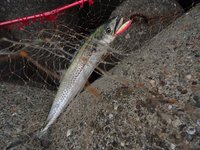 出勤前　に　サワラ捕獲　 2012/10/04 14:11:51