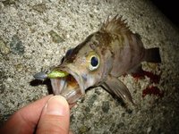 メバリング調査 で 生ワレカラ捕獲！？ 2013/02/11 18:36:38