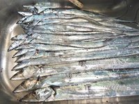 タチウオ　きた！　ワインドタチウオ開始 2013/09/07 17:37:00