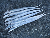 倍返し・・・　青物どこいった？ 2013/09/29 18:51:25