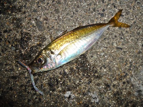 雨後のアジング　やっぱり行くか