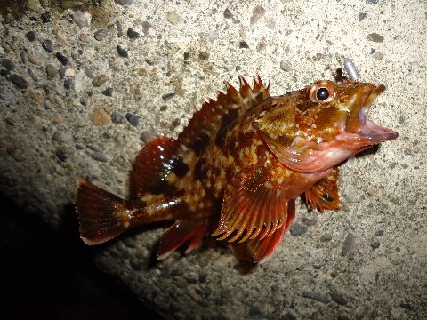 雨後のアジング　やっぱり行くか