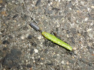 進撃のアジ