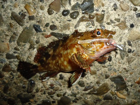 タチウオ調査のはずが・・・