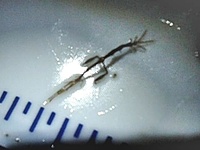 雨天メバリング　ブロガー再び集結 2013/04/21 19:00:31