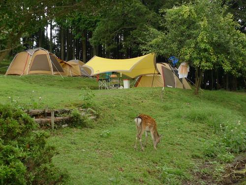 ＣＡＭＰ場紹介。。。＃ピンポンＣＡＭＰ