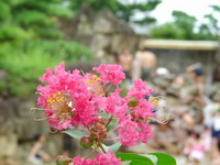 夏の終りは・・・